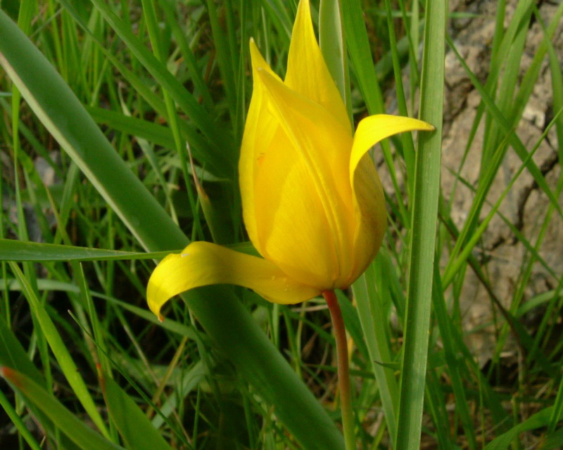 Tulipa sylvestris / Tulipano dei campi